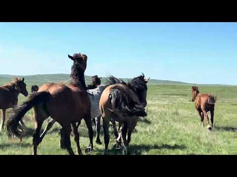 Видео: Акжал, БТР, Карась, отгоняю от трассы.   #айгыр #жеребец #жылкы #коневодство #лошади #кони #