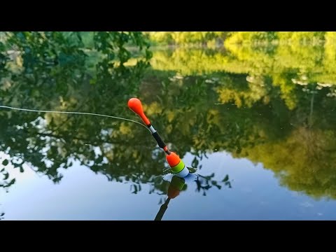 Видео: ЭТО ОЗЕРО КИШИТ КРУПНОЙ РЫБОЙ. Рыбалка на поплавок