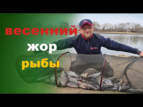 Видео: весенний жор рыбы