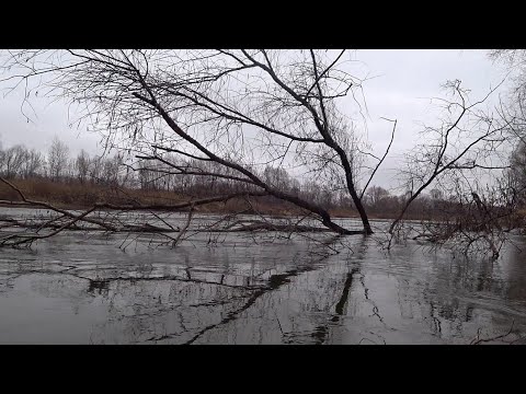 Видео: Ловлю налима.Первый лёд ещё не встал 2024.