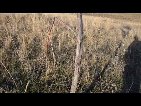 Видео: Как садить дубовый лес прям желудями))