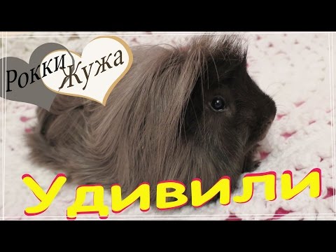 Видео: Все о морских свинках.