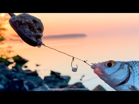 Видео: ЭТА НАСАДКА ЛОВИТ ДУПЛЕТАМИ… Как ЗАСОЛИТЬ Тарань! Рыбалка в августе