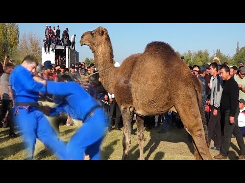 Видео: КУРАШ ЗОХИТ ПОЛВОН