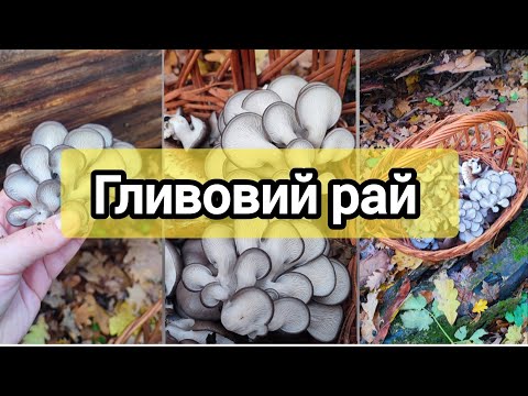 Видео: Море грибів і задоволення! Гливи і опеньки на одній галявині!