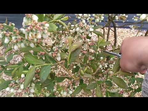 Видео: СЛАБОНЕРВНЫМ НЕ СМОТРЕТЬ!!! НОРМИРОВАНИЕ ГОЛУБИКИ