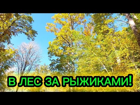 Видео: В лес за рыжиками!