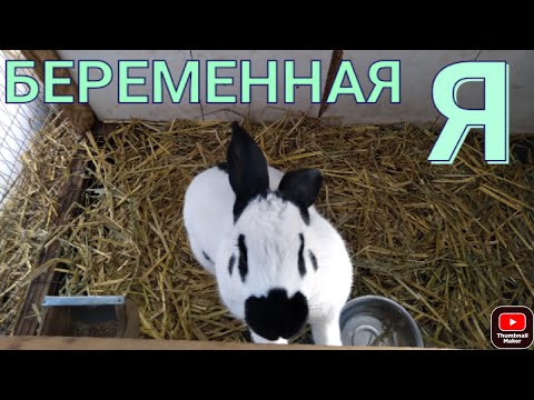 Видео: Как ведут себя беременные самки.