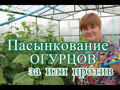 Видео: Огурцы в теплице. Пасынкование огурцов: за или против.  (15.06.16 г. )