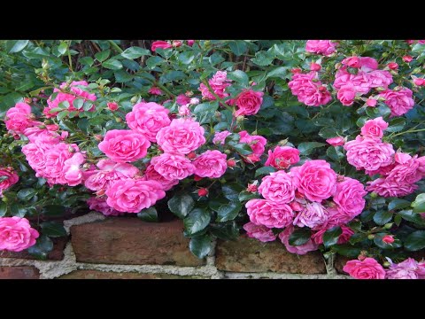 Видео: 🌹🌹Рекомендую розу в сад.🌹 Почвопокровная Palmengarten Frankfurt