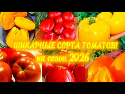 Видео: Томаты 2026 Удачно поохотилась и добыла крутые сорта.😁😁😁