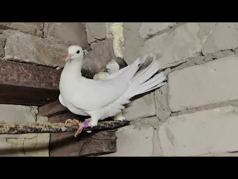 Видео: Племенные широкохвостые голуби на 2026 год 