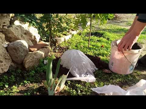 Видео: УТЕПЛЯЕМ ФИНИК НА ЗИМУ..ФИНИК В ОТКРЫТОМ ГРУНТЕ.Vselennaya uvlecheniy