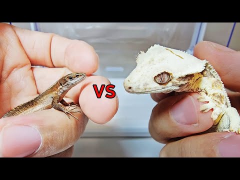 Видео: Корейская ящерица против хохлатого геккона – я вырастил обоих, и вот вся правда!