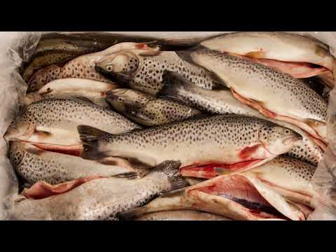 Видео: "ИШХАН  В ТАРЕ ИЗ ФОЛЬГИ" ВЫПУСК № 17 от 19.07.2019 "Кулинарные советы от тамады"