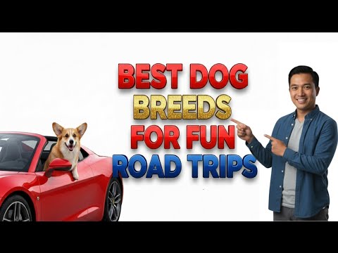 Видео: 15 лучших пород собак, которые любят приключения и любят путешествовать ✈️🐕