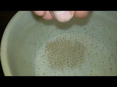 Видео: Рыбный комбикорм Аллер Аква Aller Aqua ! Fish feed Aller Aqua