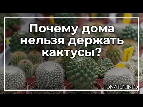 Видео: Почему дома нельзя держать кактусы? | toNature.Info