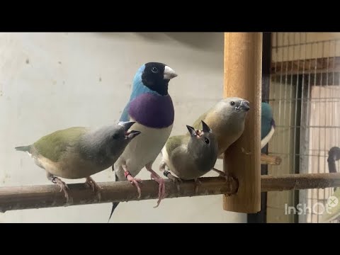 Видео: Самец кормит птенцов.