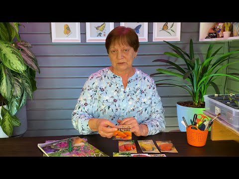 Видео: Перец в открытом грунте. Семена, рассада, грядка, сроки.