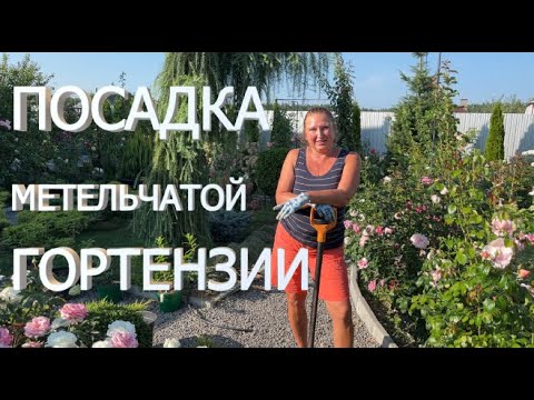 Видео: ПОСАДКА ГОРТЕНЗИИ | Как посадить гортензию из горшка в грунт