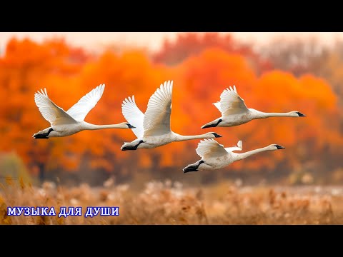 Видео: МУЗЫКА ЗАХВАТЫВАЮЩАЯ С ПЕРВЫХ СЕКУНД!ФАНТАСТИЧЕСКИ КРАСИВЫЕ И ЛУЧШИЕ ТРЕКИ ДЛЯ ДУШИ#музыка #relax