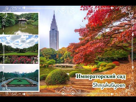 Видео: Прогулка по саду Tokyo Shinjuku gyoen #tokyo #japan #walking