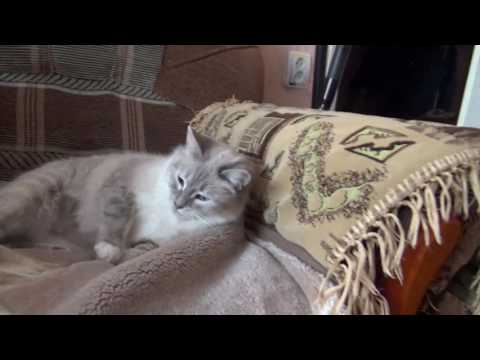 Видео: Сat stories.часть 2