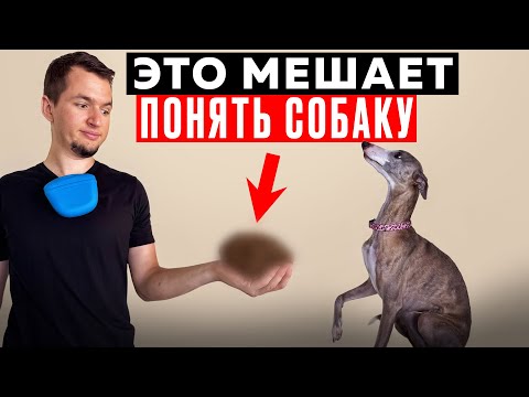 Видео: Сделай ЭТО и собака станет ПОСЛУШНОЙ