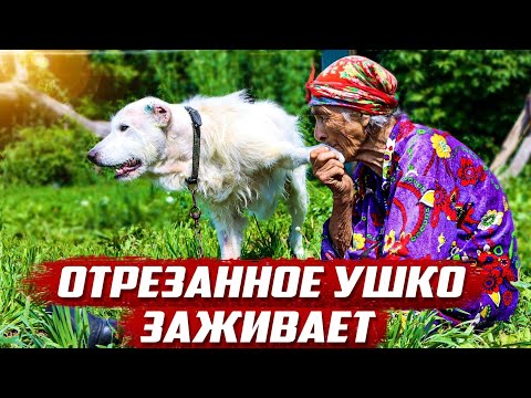 Видео: Всё пошло не по плану | Оренбургская обл, Бугурусланский р/н д.Алга