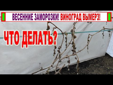 Видео: 🍇 Виноград ВЫМЕРЗ! Что делать с кустами виноградом после заморозков.