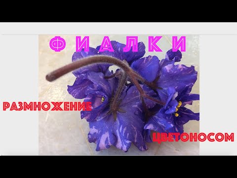 Видео: ФИАЛКИ. Новичкам - размножение цветоносом. Гарантия 100% - получите деток! Propagating AV.
