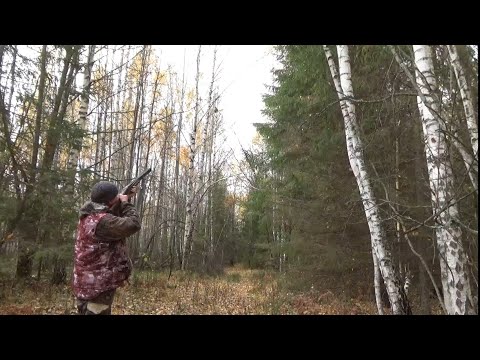 Видео: Охота на рябчика с манком. Красавец октябрь