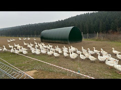 Видео: Ферма в Германии.Гуси на Рождество и немного о себе.