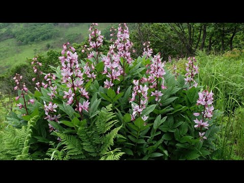 Видео: Вас ОЧАРУЮТ эти АРОМАТЫ!!! Душистые цветы для вашего САДА!