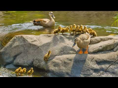 Видео: Мама учит утят (и папу) 🦆❤️