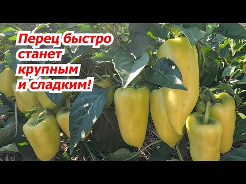 Видео: Перец наливается на глазах за неделю! Очень простая подкормка.