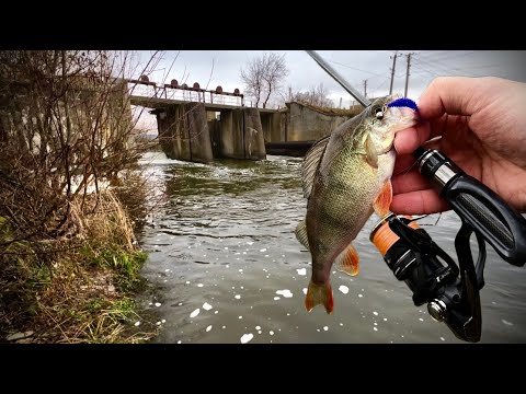 Видео: ВЕСНОЮ В ЦИХ МІСЦЯХ ОКУНЬ КЛЮЄ ЗАВЖДИ!