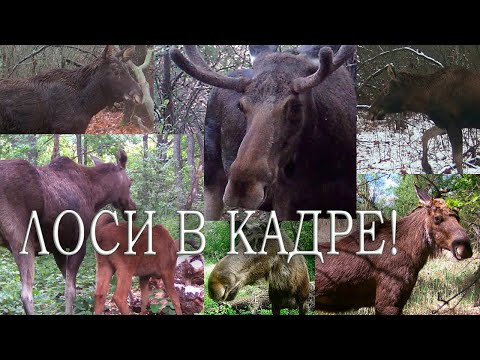 Видео: ЛОСИ, мой опыт съёмки этих ДИКИХ животных Фотоловушка в лесу
