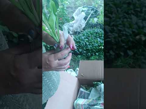 Видео: #распаковка#хосты# Посылка с Брянской обл. от Ирины Сергеевны 04.07.23
