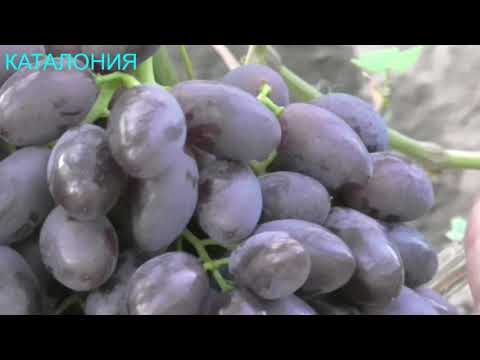 Видео: ВИНОГРАДНИК КАРПОВА И.А. и РУБЕЛЬ Н.Г.  ЧАСТЬ 1   2018год