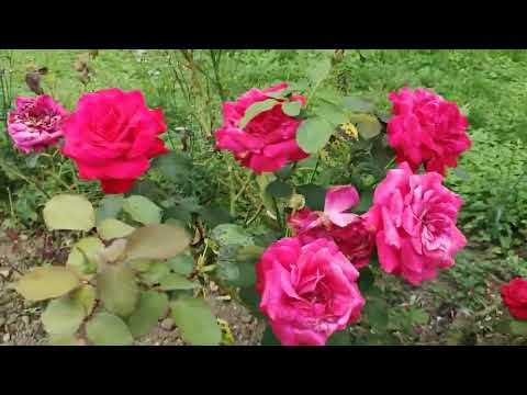 Видео: ГУЛЯЕМ с СОБАКАМИ. МОНТИ у ВЕТЕРИНАРА. МУСЯ. РОЗЫ