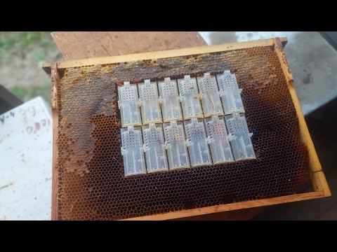 Видео: зимовка запасных маток на пасеке, формируем банк маток 02.11.2024