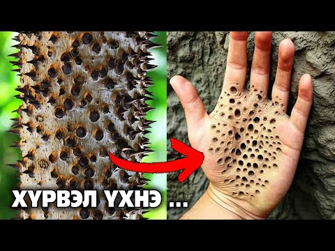 Видео: Дэлхий дээрх хамгийн аюултай 5 мод 🌳