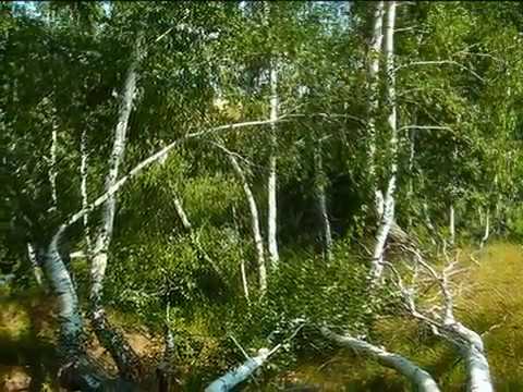 Видео: Андреевка  - наша Родина!