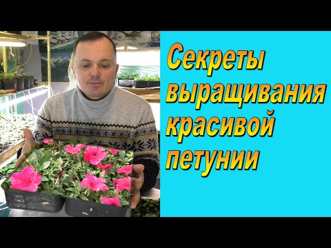Видео: Всегда так кормим петунию после пикировки и она вырастает шикарной!