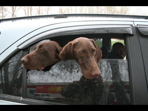 Видео: Серия 15 Приучаем щенка к воде.