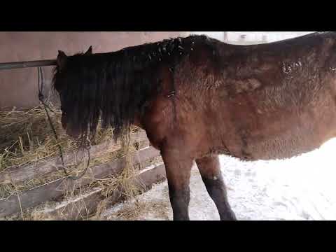 Видео: Сүйінші хабар достар,Тазылар үйге оралды#тазы #аңшылық