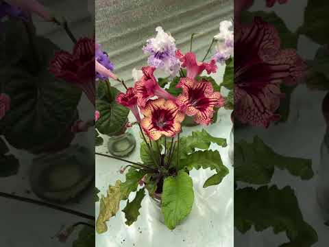 Видео: Селекция стрептокарпусов Dimetris