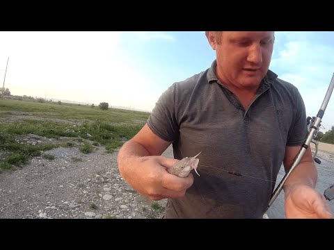 Видео: Рыбалка на усача на бурной речке